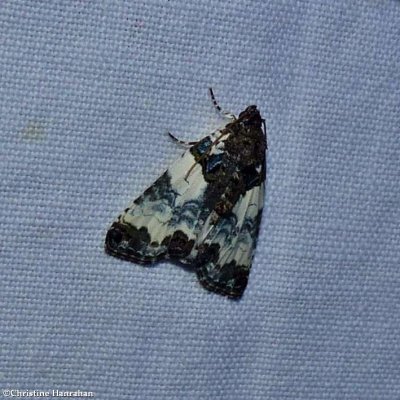 Tufted bird-dropping moth (<em>Cerma cerintha</em>), #9062