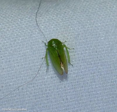 Leafhopper (Penestragania alabamensis)
