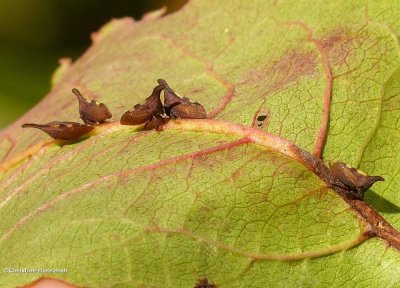 Treehoppers (<em>Enchenopa</em>)