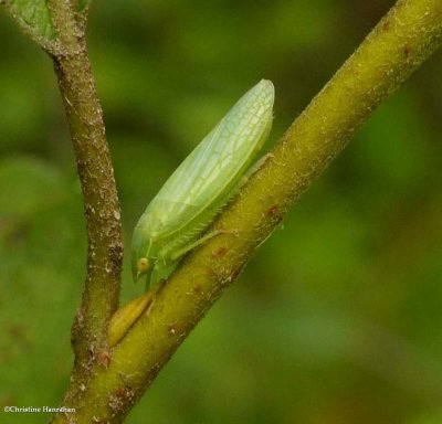 Leafhopper (Gyponana)