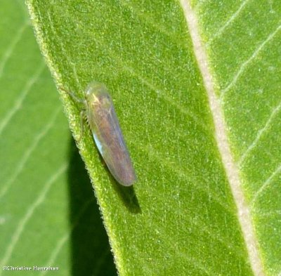 Leafhopper (Chlorotettix tergatus)