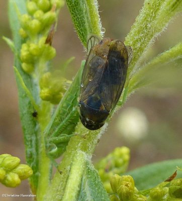 Leafhoppers (Gypona melanota)