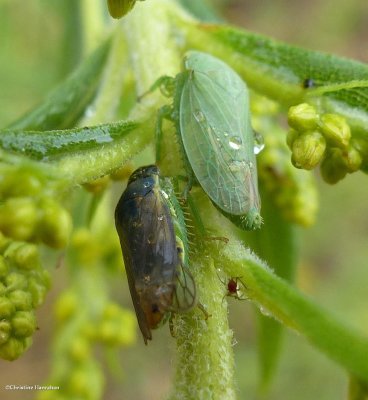 Leafhoppers (Gypona melanota)