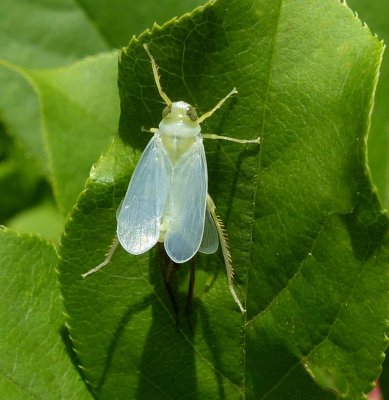 Coppery leafhopper (Jikradia olitoria)