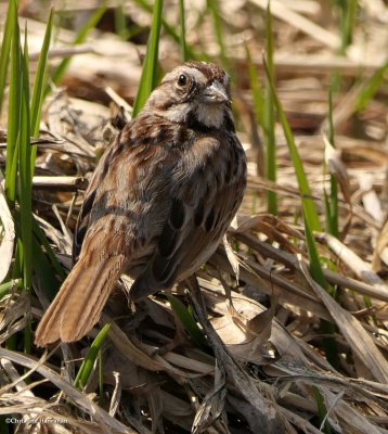 Song sparrow