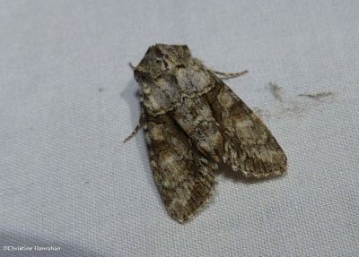 g12/50/883250/3/171619534.4tHoj5jo.jpg