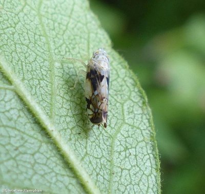 Leafhopper (<em>Scaphoideus intricatus</em>)