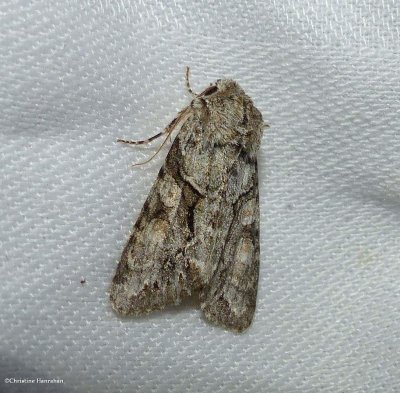 g12/50/883250/3/171658012.LQ9JCEUY.jpg