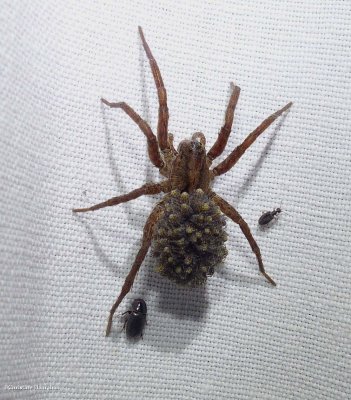 Wolf Spider (Lycosidae)