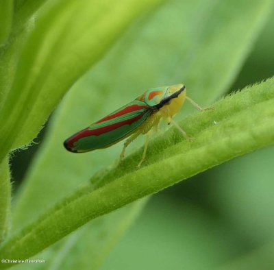 Leafhopper (Graphocephala)