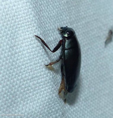 Whirlygig Beetles (Family: Gyrinidae)