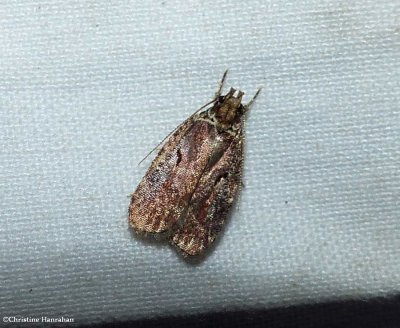 Twirler moth (<em>Agonopterix lythrella</em>), #0857