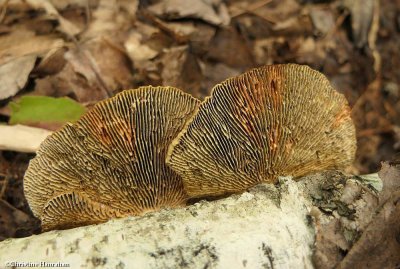 Polypore (<em>Lenzites</em> sp.)