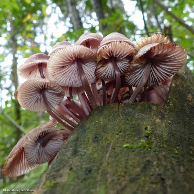 Bleeding fairy helmet mushrooms (<em> Mycena haematopus</em>)