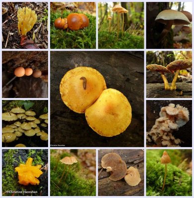 Fungi and Slime molds (26 galleries)