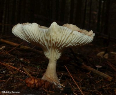 g12/50/883250/3/172062887.JZEdumag.jpg