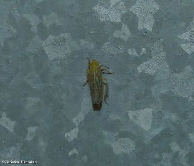 Leafhopper (Graminella fitchii)