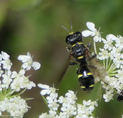 Square-Headed Wasps (Family: Crabronidae, Subfamily: Crabroninae)