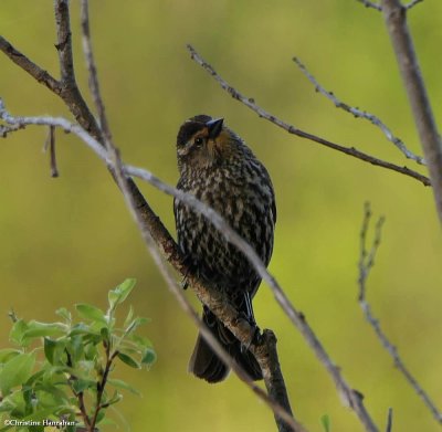 Everyday things:  Birds