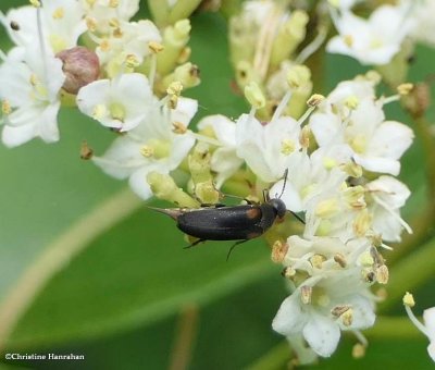Tumbling flower beetle (Mordellochroa scapularis)