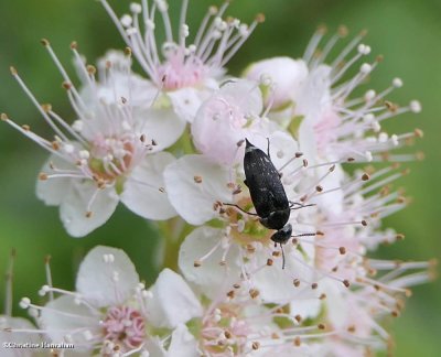Tumbling flower beetle (Mordella marginata)