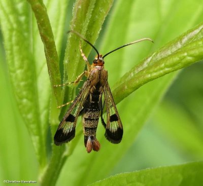 Clearwing moth  (<em>Carmenta cori</em>), #2597