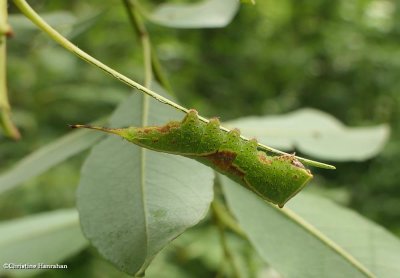 Western furcula moth caterpillar  (<em>Furcula occidentalis</em>),  #7939