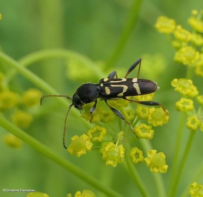 Longhorn beetle (Clytus ruricola)