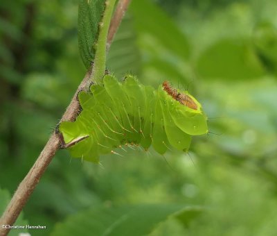 Polyphemus silk moth caterpillar  (<em>Antheraea polyphemus</em>), #7757
