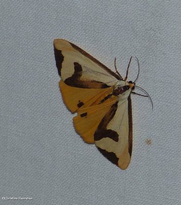 Clymene moth  (<em>Haploa clymene</em>), #8107