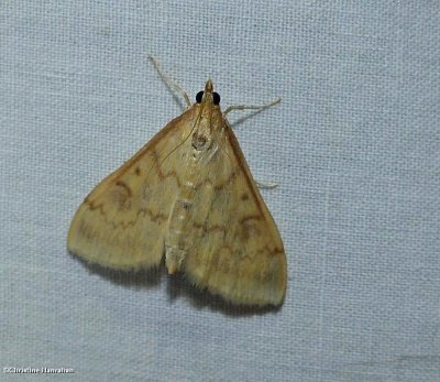 Moths (Order: Lepidoptera) of the Reveler Conservation Area