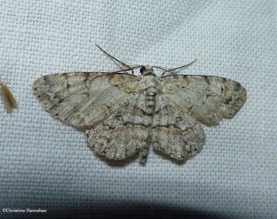 Geometer (or Inchworm)  moths (Geometridae) 6256 to 7648