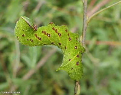 Blinded sphinx caterpillar (<em>Paonias excaecata</em>), #7824