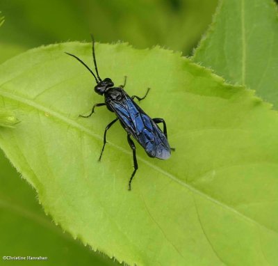 Sawflies (Suborder Symphyta) (3 galleries)
