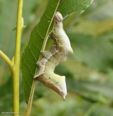 Prominent Caterpillars (Family: Notodontidae) 7895 - 8011
