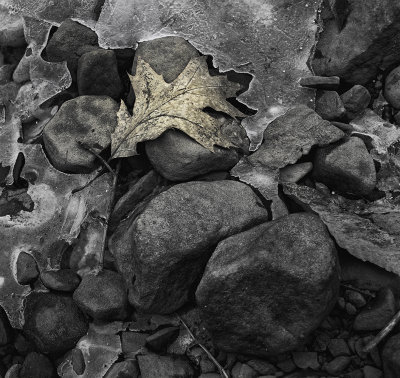 Oak Leaf, Rocks, Ice