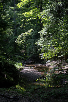 Sunlit Creek, Shadowed Forest