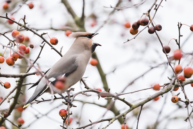 Bohemian waxwing - Pestvogel