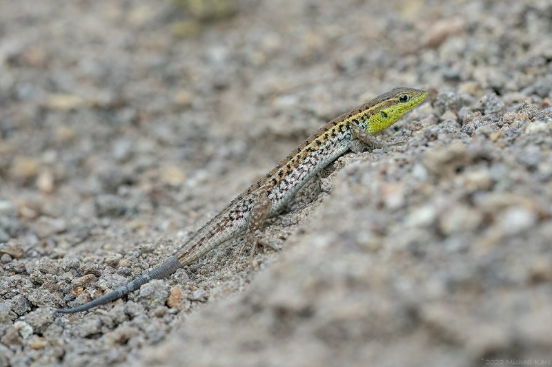 slangenooghagedis - Ophisops