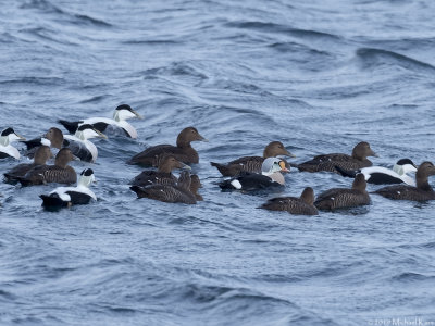 King Eider - Koningseider