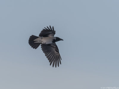 Hooded Crow - Bonte Kraai