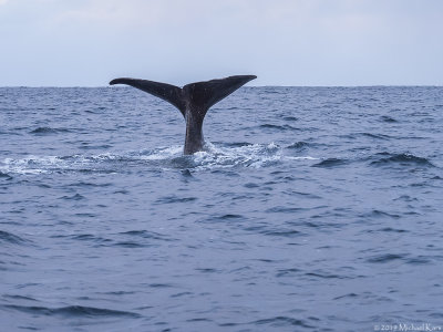 Sperm Whale - Potvis