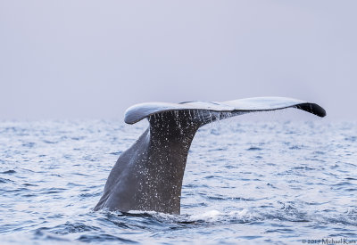 Sperm Whale - Potvis