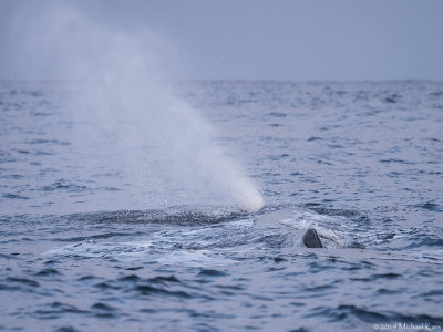 Sperm Whale - Potvis
