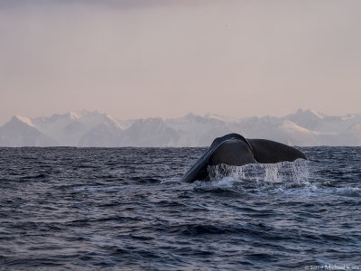 Sperm Whale - Potvis