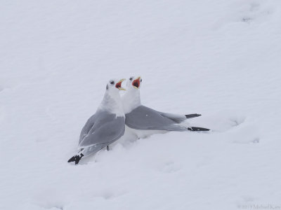 Kittiwake - Drieteenmeeuw