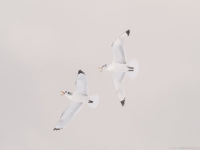 Kittiwake - Drieteenmeeuw