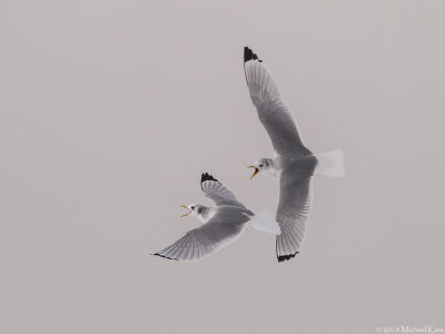 Kittiwake - Drieteenmeeuw