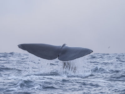 Sperm Whale - Potvis