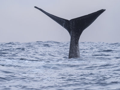 Sperm Whale - Potvis